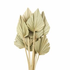 palm spear mini natural (10 ks)