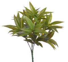 ruscus trs - zelená