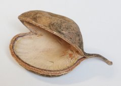 budha nut natural (5 ks)