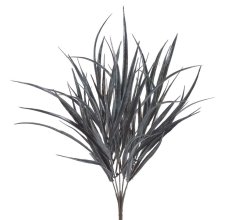 dracena x7 - šedočerná
