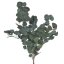eukalyptus populus 100 g - zelená