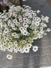 umělá kvetoucí rostlina Astra – bílá, 83 cm