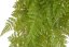 kapradí převislé trs x9 - zelená