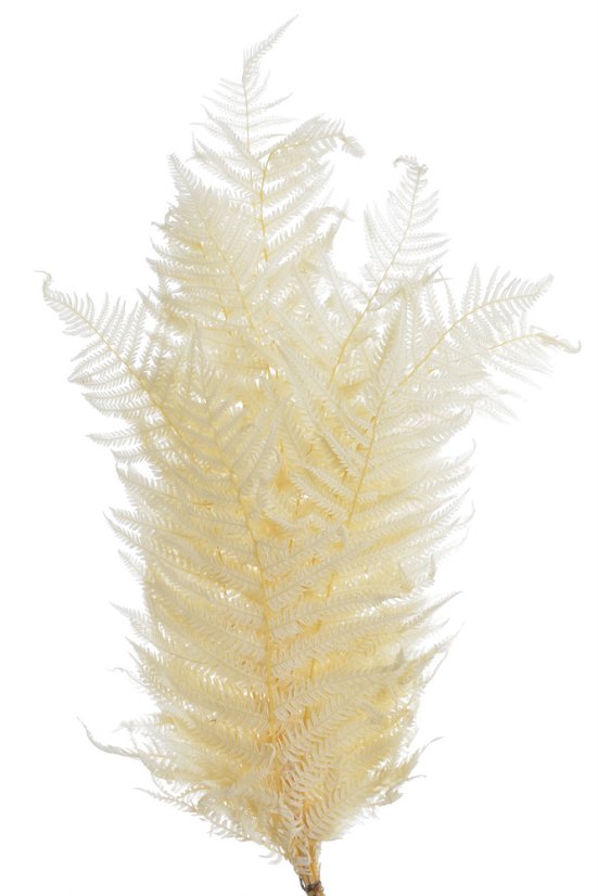 kapradí sušené (10 ks) - bělená