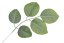 listy salal 55 cm