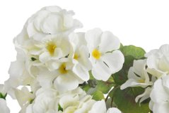 pelargonie trs x5 - bílá