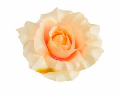 růže - hlavičky (12 ks) - meruňková