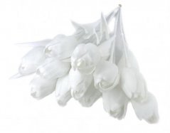 tulipán s bílým listem (6 ks) - bílá
