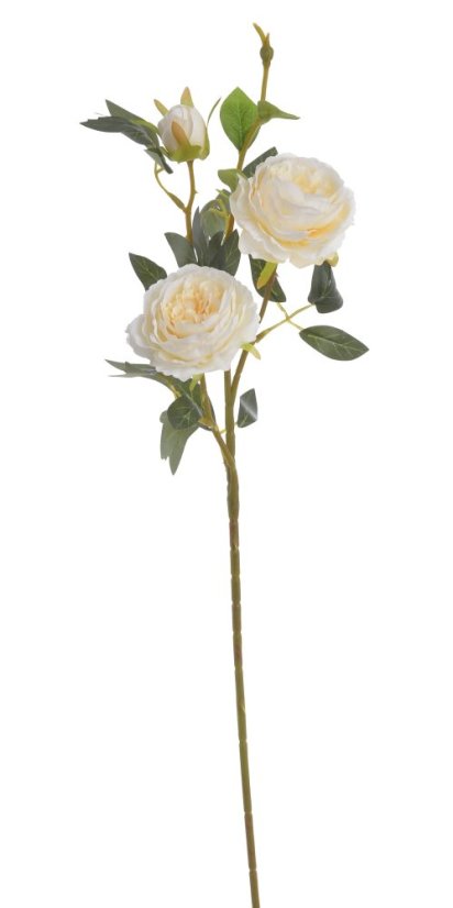 plnokvětá růže 65 cm - krémová