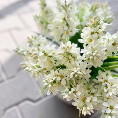 hyacint - bílá