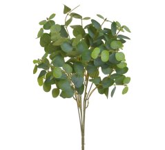 eukalyptus trs - zelená