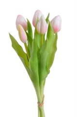 zväzok tulipánov (5 ks) - biely a ružový