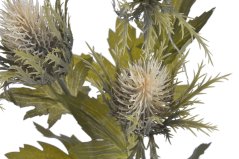 bodlák x3 s listy - krémová