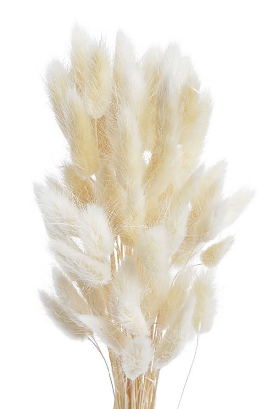 lagurus 30 g - bílá - krém