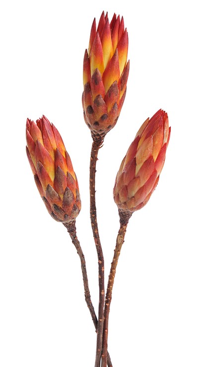 protea repens bud (6 ks), červená malá
