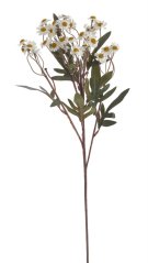 heřmánek na dlouhém stonku