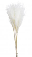 miscanthus sušený (10 ks) - bílá