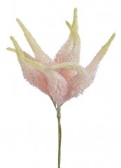 amaranthus svazek x4 - světlá růžová