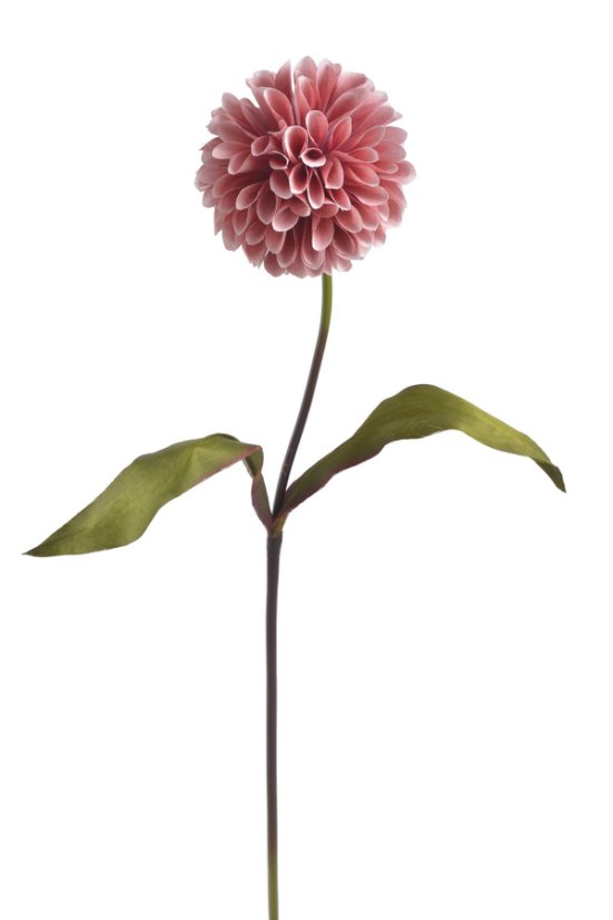 jiřina s listy 71 cm - starorůžová