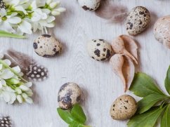 pravé křepelčí vejce (20 ks)