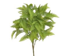 kapradina trs 40 cm - zelená