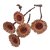 macrophylla rosette S. (5 ks)