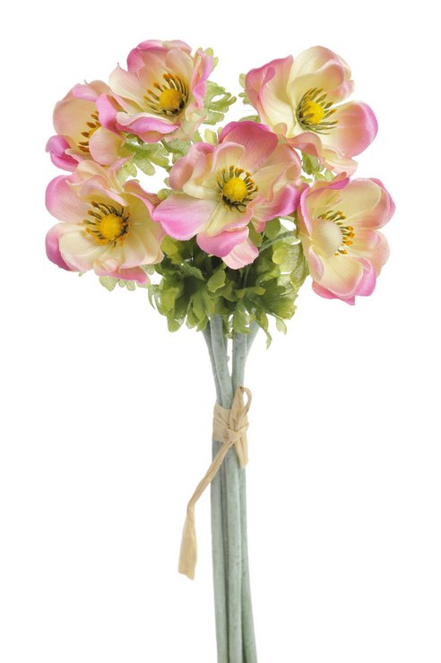 anemon (6ks) - krémová s růžovými okraji
