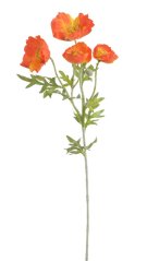 vlčí mák - oranžový