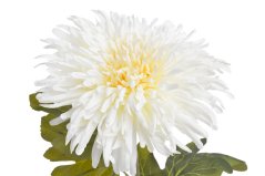 chryzantéma 72 cm - bílá krém