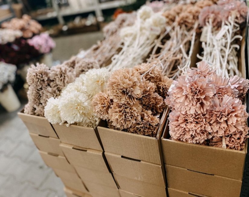 karafiát pastel - růžová