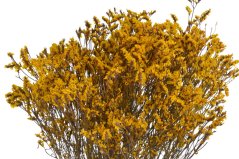 limonka stabilizovaná - žlutá