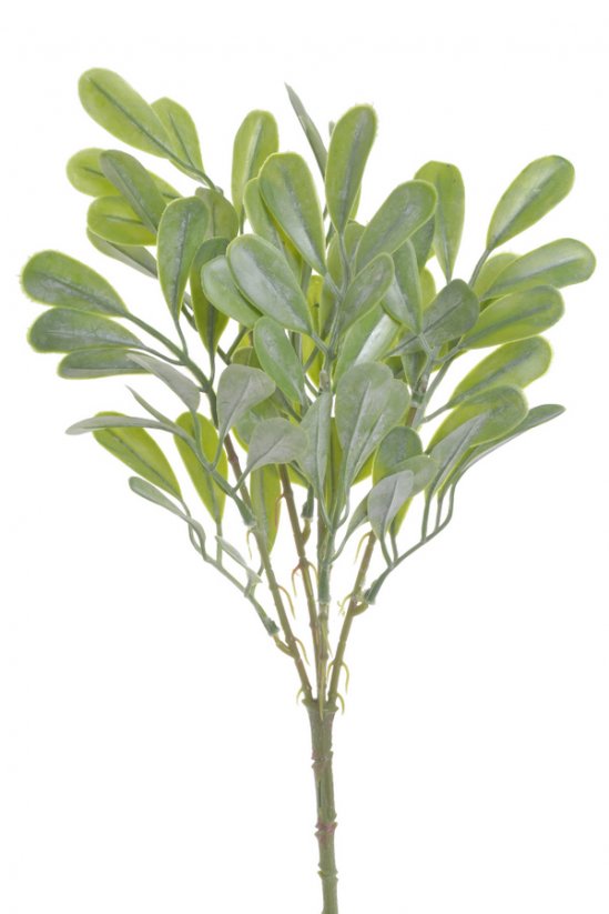 trs listů - zelená světlejší