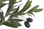 stromeček olivovník 60 cm