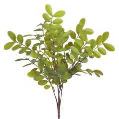 murraya - pomerančový jasmín 35 cm - zelená 01