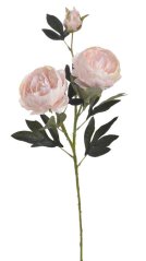 pivoňka velká 72 cm - světlá růžová