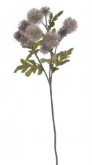 echinops 57 cm - růžová