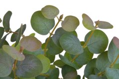eukalyptus trs - zelená tm.