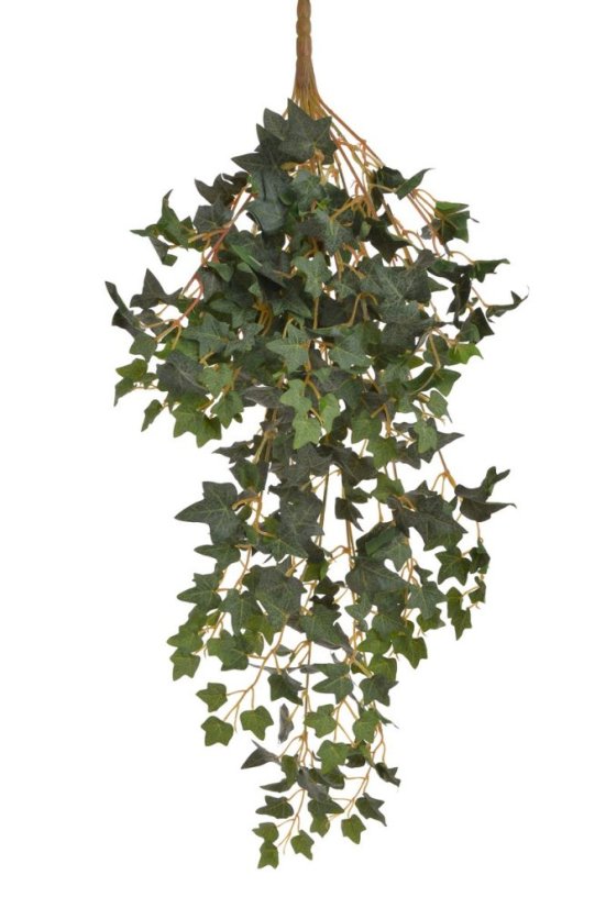 břečťan - trs x15