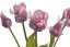 tulipán papouškovitý (5 ks) - purpurová