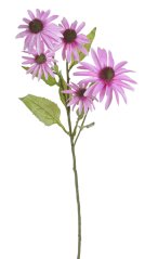 echinacea 72 cm - růžová