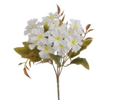 klematis / plamének - trs x 5 - bílá