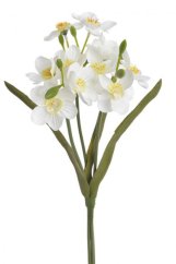 trs narcisů 40 cm - bílá