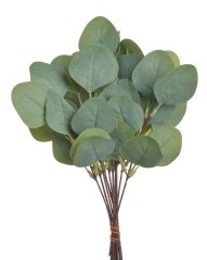 eukalyptus populus větvička