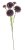 trsový karafiát 61 cm - tmavá fialová