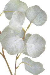 eukalyptus 76 cm - světlá zelená