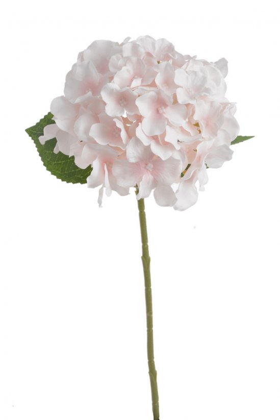 hortenzie s listy - růžová