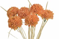 česnek svazek - oranžová (skořicová)