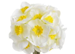 narcis svazek (6 ks) - bílá se žlutým středem