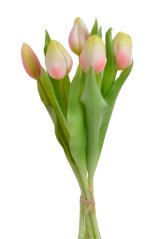svazek tulipánů (5 ks) - bílá s růžovou a zelenou