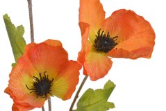 mák se třemi květy - oranžová